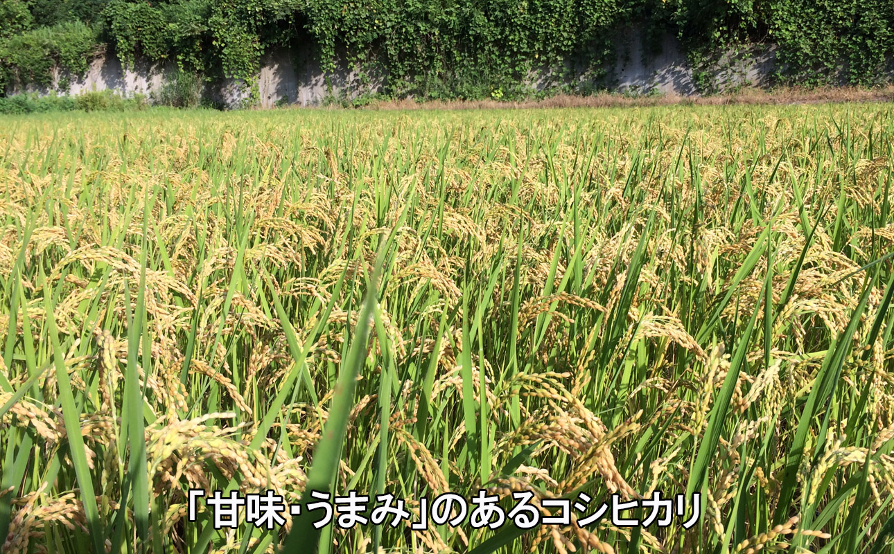 ＜R7年先行予約＞コシヒカリ 10kg　蛍と一緒に育ったコシヒカリ 米どころ三重県産うつべ農園米【令和７年１１月発送】