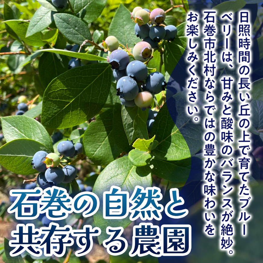 ＜ 先行予約 ＞ ブルーベリージャム 110g 無添加 摘みたて 