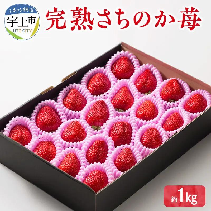 【先行受付】2月発送【農家直送】熊本県宇土市産 完熟さちのか苺 1kg(500g×2箱) _U74-0045_02
