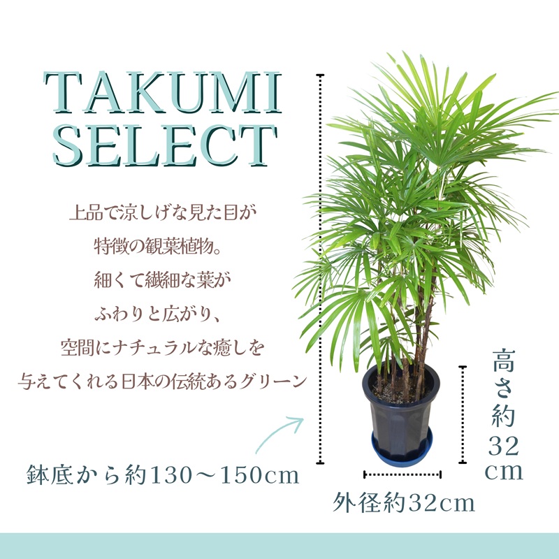 緑の匠が選んだ観葉植物 素敵な空間づくりに シュロチク 10号【E7-003】 シュロチク 観葉植物 インテリア 植物 新築祝い 贈り物 開店祝い 引っ越し祝い 送料無料