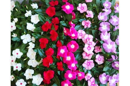 日々草 花苗セット No.023