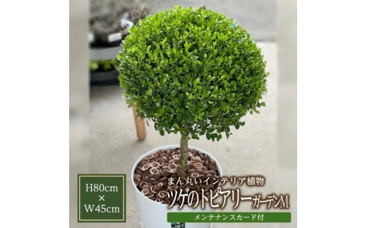 インテリアグリーン「ツゲのトピアリー ガーデンM」 SL0219
