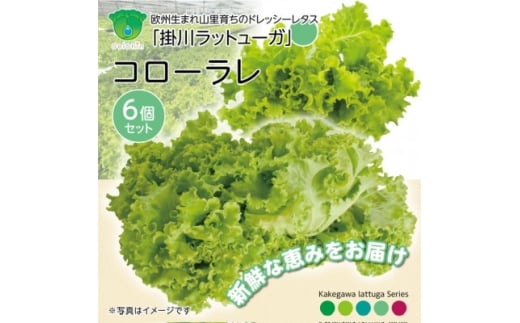 ＜こだわりの1種×6株＞湧き水で育ったリーフレタス「掛川ラットューガ・コローラレ」【1695666】