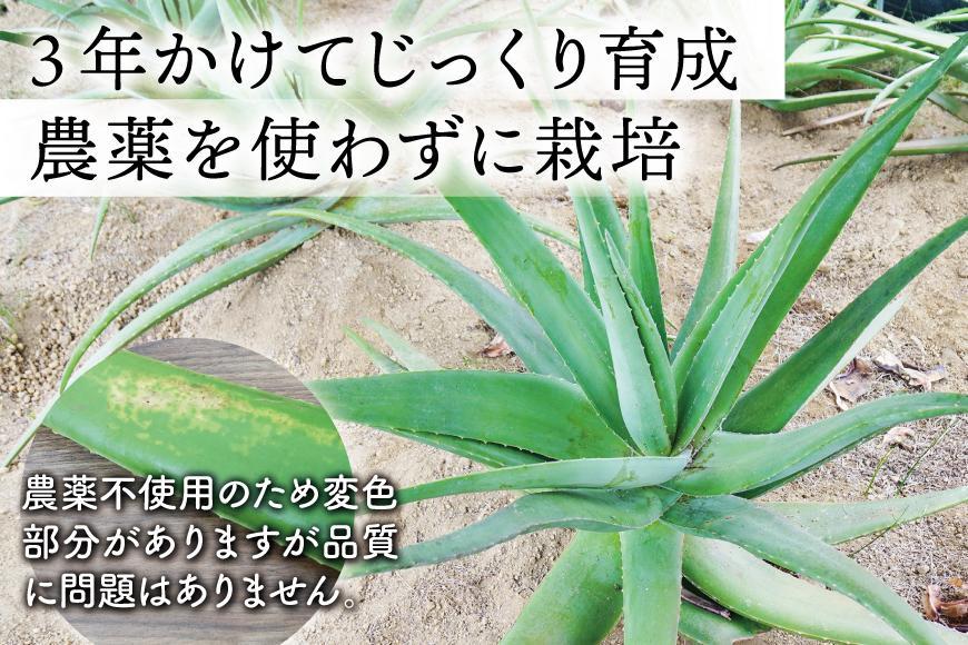 【食用】朝採り アロエベラ生葉 2kg（2枚～4枚）3年物　宮城県産