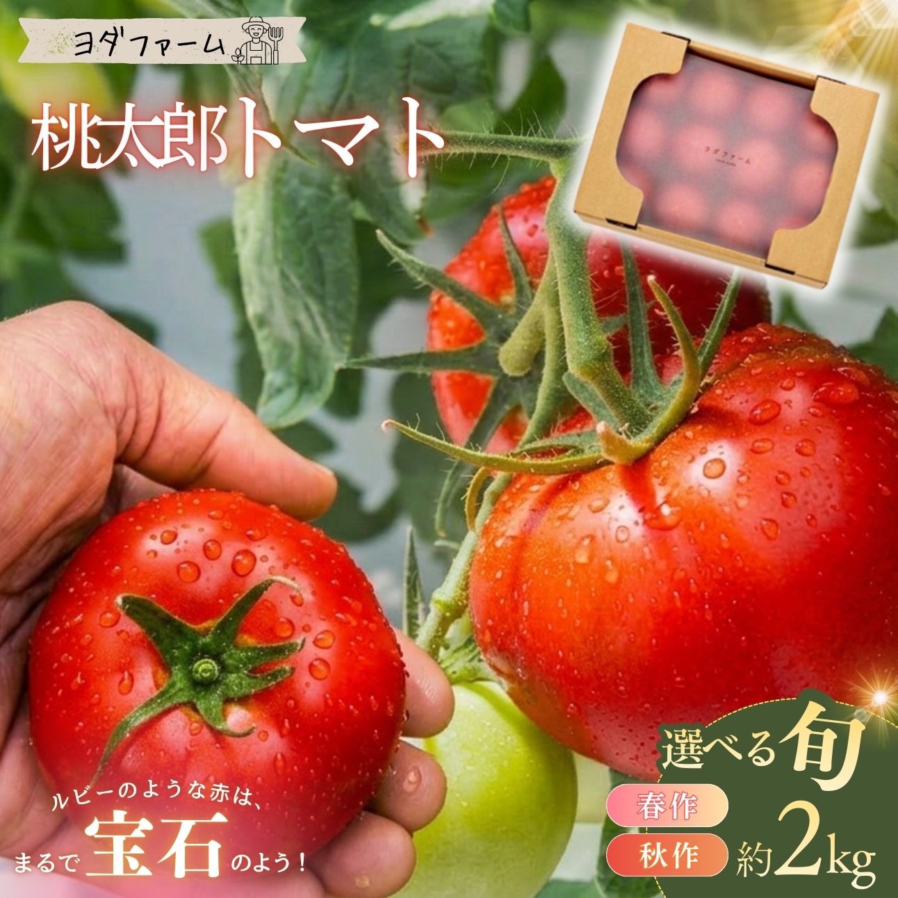 【ふるさと納税】トマト 選べる 発送時期 とまと 桃太郎 約 2kg 野菜 やさい 2キロ 季節限定 期間限定 産地直送 山梨県産 秋作 春作 ヨダファーム 市川三郷町 【中央市共通返礼品】