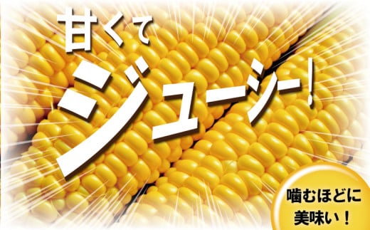 スイートコーン とうもろこし 3,6kg (9~11本) 先行予約 【2026年6月発送】 コーン 湘南産 トウモロコシ 湘南スイートコーン 採れたて とれたて 新鮮 ジューシー 甘い とうきび 国産