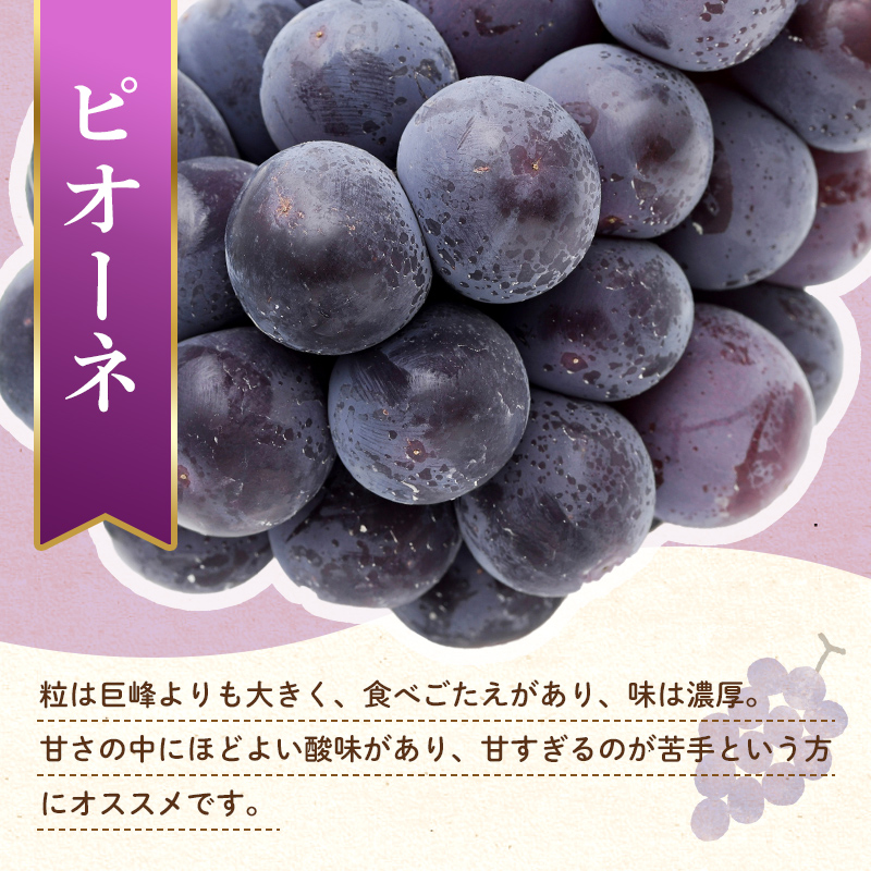 【フルーツ定期便 3回】 《ピオーネからスタート》 Bセット ピオーネ 約1.2kg さぬきゴールド 約2.7kg デコポン 約5kg ぶどう キウイ キウイフルーツ みかん 柑橘 旬 果物 国産 香