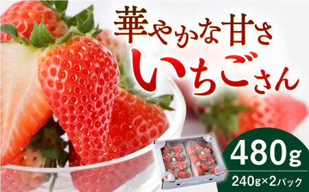 【先行予約】いちごさん（240g×2パック） 【StrawberryFarm-K】 お試しパック イチゴ 苺 ブランド果物 佐賀県産 白石町産 自宅用 ファミリーパック お取り寄せ 九州 [IBJ001]