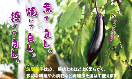 小城市産 筑陽ナス （3.5kg）朝採れ 新鮮 ハウス栽培 茄子 なす A070-028