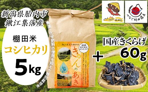 
            国産きくらげ60g＋棚田米きんのあき5kg
          