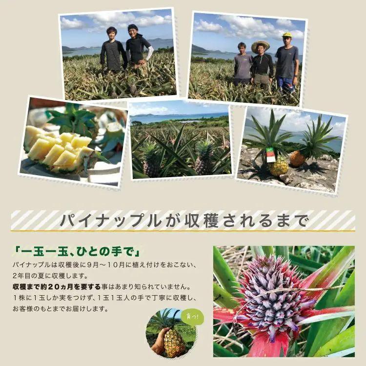 石垣島産 ピーチパイン 約2.4kg 3～4玉