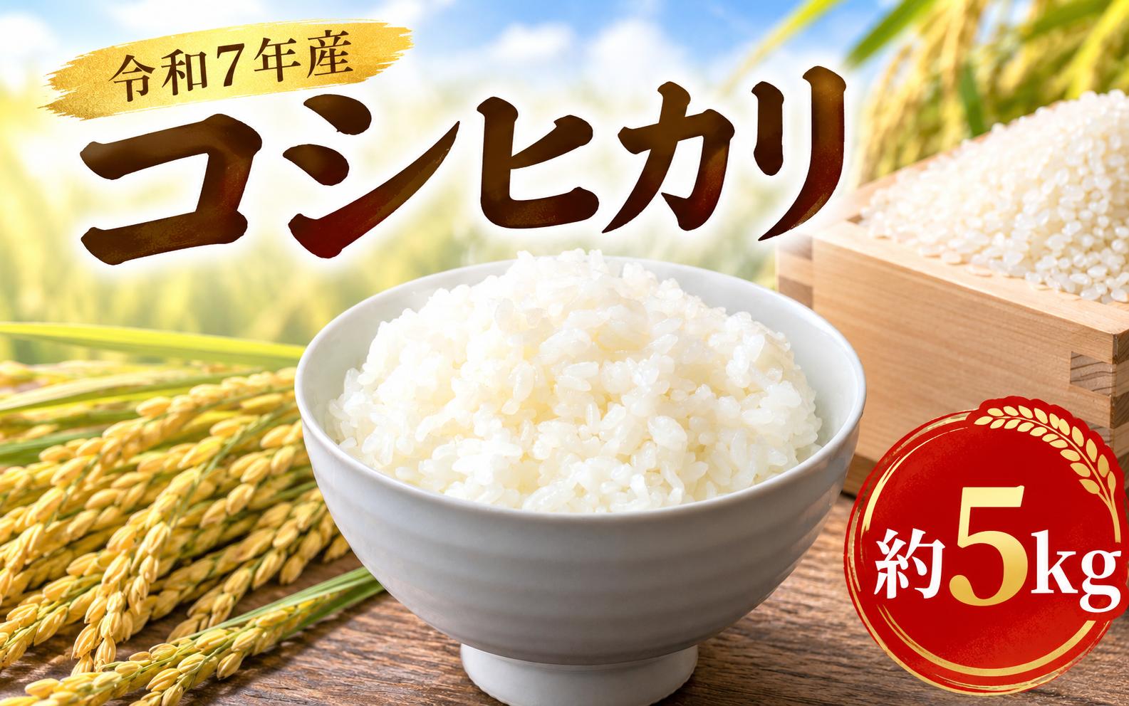 
                  精米 コシヒカリ 5kg お米 数量限定 ご飯 白米 期間限定 2025年産 R7産 銘柄米 茨城県 筑西市 新生活 応援 国産 産地直送 関東 
                
