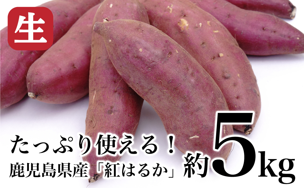 ★10月発送開始★ 鹿児島県産生さつまいも 「紅はるか」約5kg 先行受付 さつまいも 焼き芋 さつま芋 甘藷 サツマイモ べにはるか スイーツ JA 南さつま市