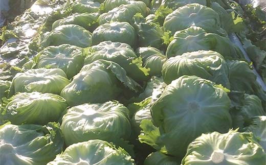 産直ぐんまの朝どれ 新鮮レタス 300g以上×2個 F21E-491