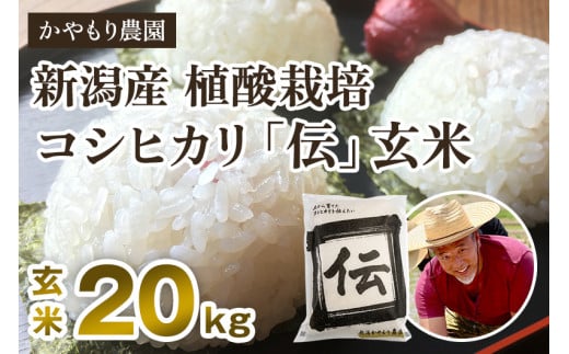 【令和7年産新米】新潟産コシヒカリ「伝」真空パック 玄米20kg（5kg×4）《9月下旬～順次出荷》 南麻布の高級料亭で提供される極上米 かやもり農園
