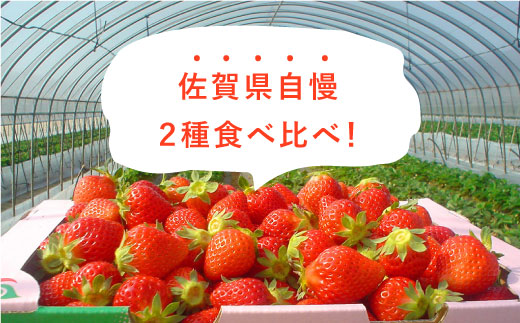【1月〜3月にお届け・3回定期便】さがほのか・いちごさん（1回4P約1kg） イチゴ いちご 苺 フルーツ 果物 佐賀県産 佐賀産 旬 吉野ヶ里町/リエンサーク [FCC005]