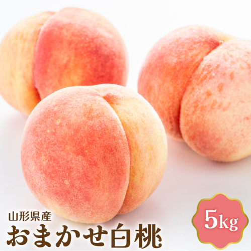 【令和7年産】おまかせ白桃 5kg 山形県産【JAさがえ西村山】