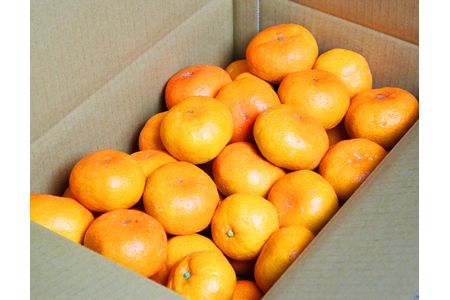 高級ブランド田村みかん　5kg【予約】※2026年11月下旬～2027年1月下旬ごろに順次発送予定(お届け日指定不可)【uot504A】