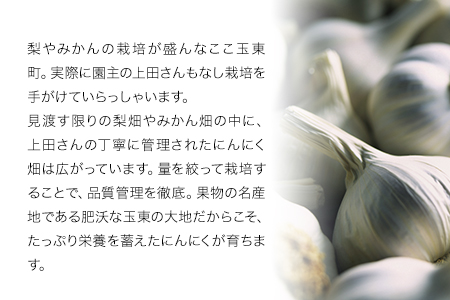 『上田農園』のにんにく約500g 熊本県玉名郡玉東町『上田農園』にんにく《7月上旬-9月中旬頃出荷》