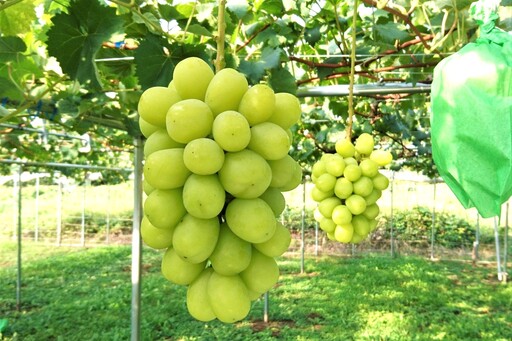 ぶどう（シャインマスカット）１.４ｋｇ　0009-2607