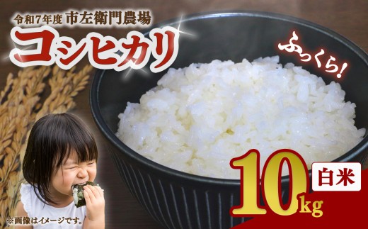 令和7年産 コシヒカリ 10kg │ 米 こめ こしひかり 茨城県産こしひかり 茨城産こしひかり 茨城こしひかり コシヒカリ ご飯 白米 精米 10キロ 2025年産 茨城県産 茨城県 つくば市