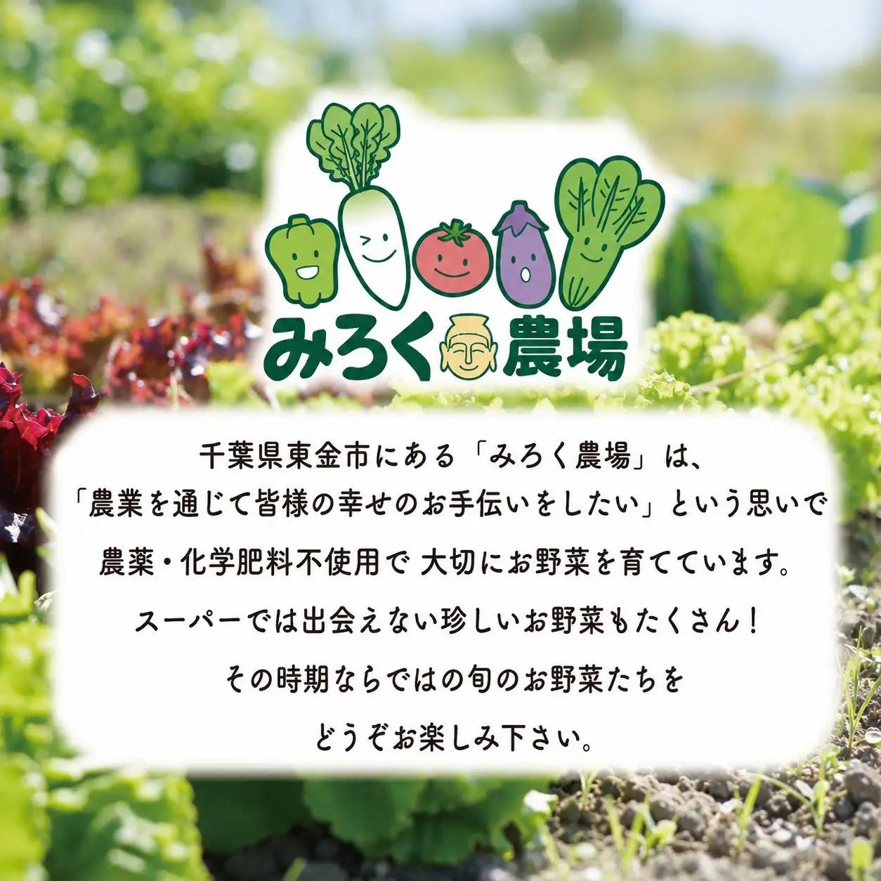 【野菜セット】 旬のお野菜 5～6品目 野菜