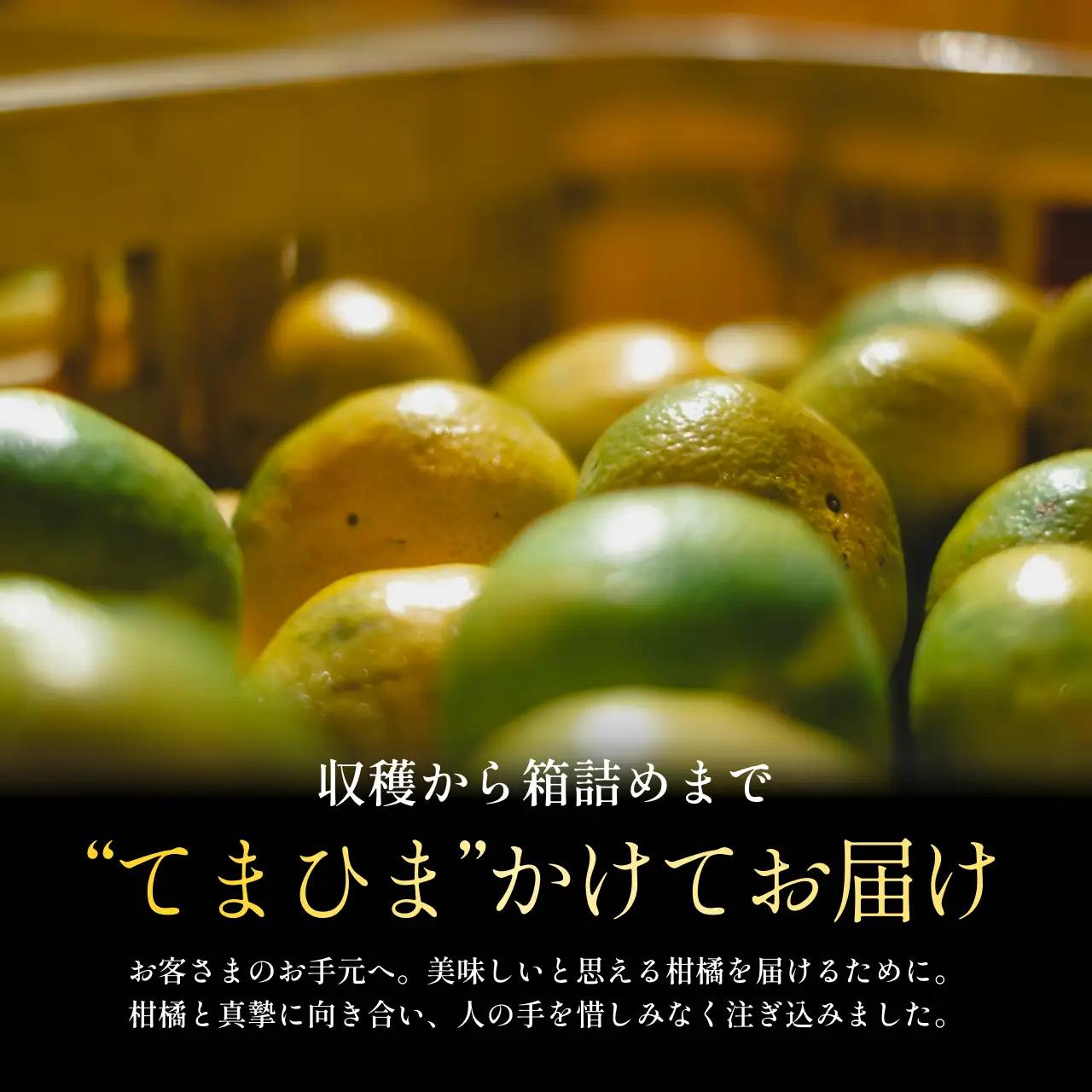 【先行受付】五代目が厳選した【極早生みかん5kg】愛媛県川上産【C70-34】【1536337】 YWTK034