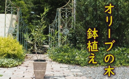 植物 オリーブ 木 鉢植え アンティーク テラコッタ鉢 植物