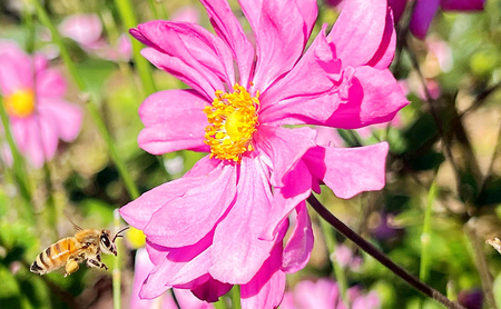 【先行予約】果樹農家のはちみつ 信州・長野市産 純粋はちみつ3種食べ比べセット（りんご・アカシア・百花蜜）200g×3本［2026年7月より順次発送］