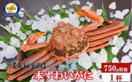 
            【先行予約】【令和8年1月中旬以降発送】佐渡産 本ずわいがに 750g前後 1杯
          