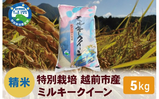 【令和7年度 新米・精米】特別栽培 越前市産ミルキークイーン 5kg