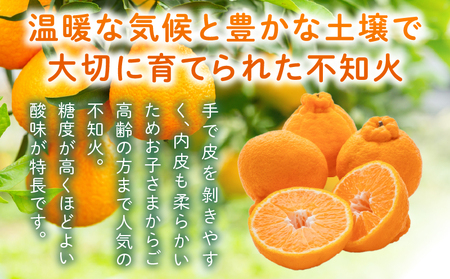 先行予約 訳あり 数量限定 不知火 計3.7kg以上 傷み補償分付き 期間限定 フルーツ 果物 くだもの みかん オレンジ 柑橘 国産 食品 不揃い 傷 規格外 訳アリ B品 ご家庭用 ご自宅用 おす