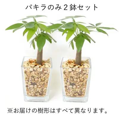【観葉植物】土を使わないで清潔なミニ観葉植物 ゼオライト植え・ガラス鉢 スクエア形 2鉢セット（パキラ）【観葉植物 インテリア 部屋 おしゃれ 福岡県 筑前町 送料無料 AG049VC01】