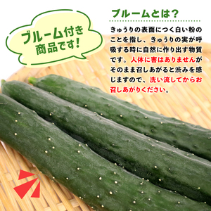 訳あり きゅうり 約4kg きゅうり きゅうり きゅうり きゅうり きゅうり