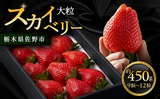 
栃木県 いちご 新品種＜スカイベリー＞9粒～12粒 約450g【1258709】
