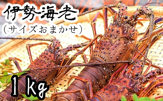 
            伊勢海老１kg（サイズおまかせ高知県産）※着日指定不可※エビ 甲殻類 海鮮BBQ アウトドア キャンプ お祝い えび 伊勢えび イセエビ 刺身 お刺身 鍋 お味噌汁 冷凍配送 海鮮 魚介類 海の幸【R00638】
          