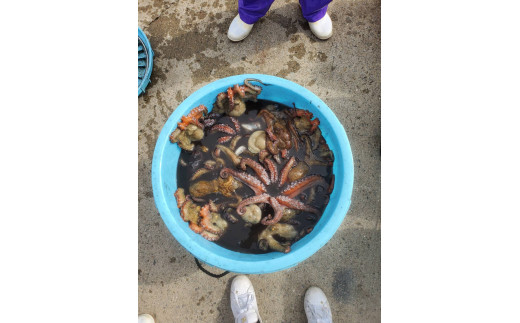 漁師がお届け たっぷり 冷凍 生 真だこ 1.5kg 魚介 海鮮 たこ タコ 真蛸 下処理済み 小ぶりサイズ 簡単調理 天ぷら たこ焼き 酢の物