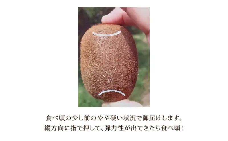 キウイフルーツ 美津みどり スイーツキウイ 産地直送 キウイフルーツ