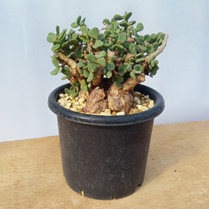 ケラリア・ピグマエア (発根管理済) A013｜観葉植物 コーデックス 盆栽 鉢植え インテリア ハコネコ [0666]