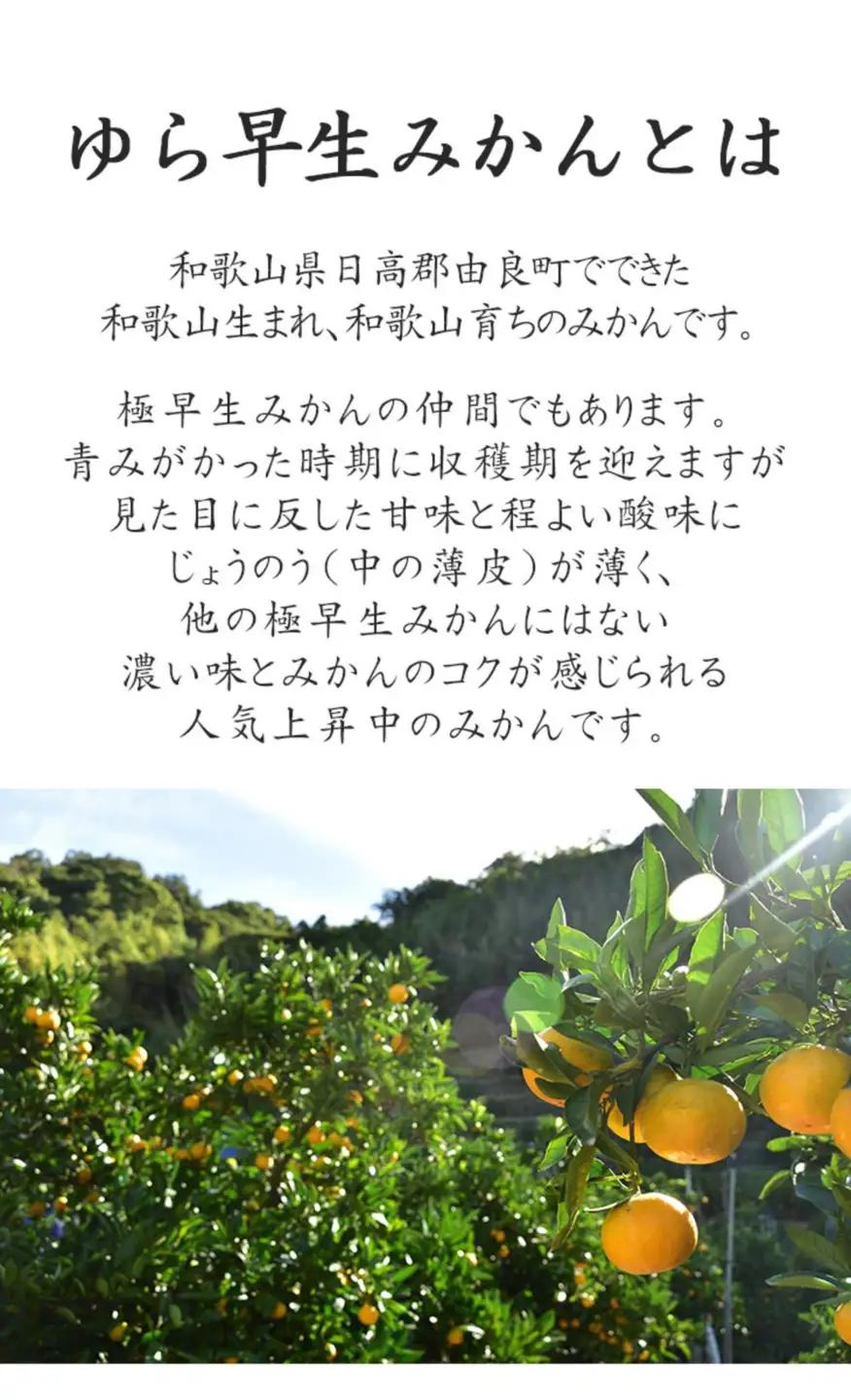 訳あり 極早生みかん ゆら早生 2S・3S混合 5kg 和歌山みかん