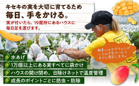 【 2026年 先行予約 】 えみちゃん農園 の 完熟 マンゴー 1キロ（2～3個入り） C008-006 完熟マンゴー 甘い あまい 香り とろける 濃厚 のうこう 1キロ 大玉 南国 なんごく 果