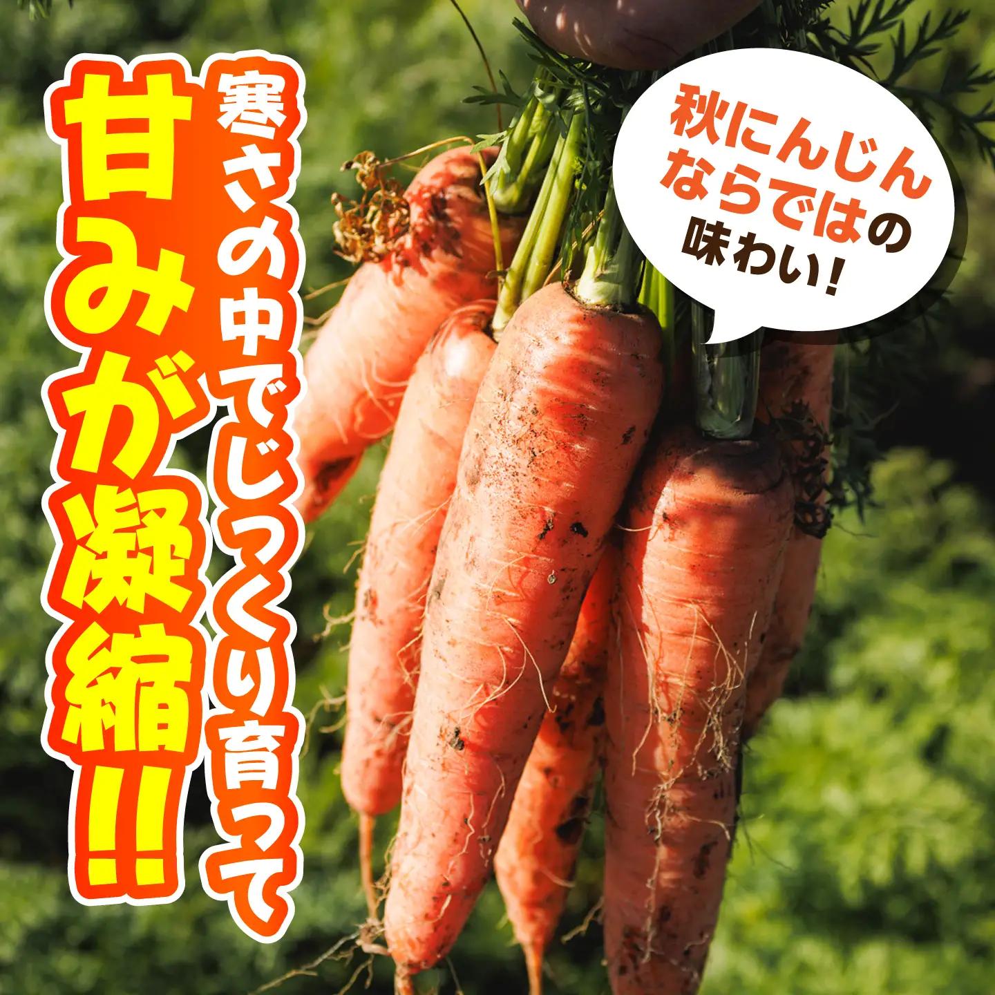 【先行予約】【11月中旬より順次発送】【訳あり】菊陽秋にんじん 約3kg  / にんじん 菊陽にんじん 西洋にんじん ニンジン 人参 野菜 熊本 菊陽 わけあり 【マツモト：ファーム】[BHDH010