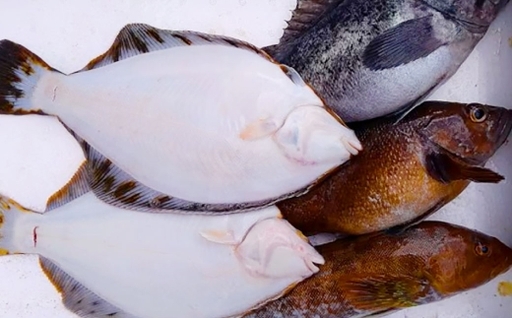 北海道産 船上活〆鮮魚詰め合わせ 約3kg 【2026年6月上旬まで発送予定】 鮮魚 活〆 血抜き セット 旬 出汁 3キロ 魚 魚類 魚介 魚介類 食材 国産 鮮魚セット 詰め合わせ