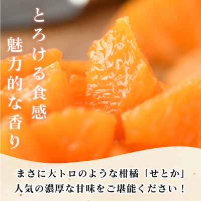3L～L 10～15玉、1月～3月に発送【先行受付】プレミアム柑橘 せとか (化粧箱入) 【C63】