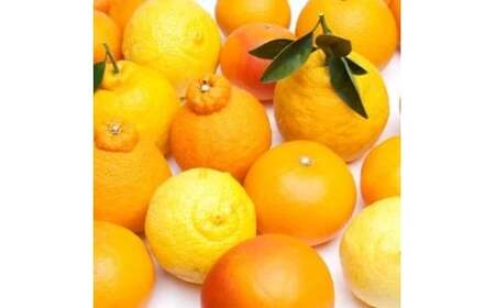 柑橘 詰合せ 5kg+250g（痛み補償分） 厳選 光センサー / 高級 みかん 不知火 清見 八朔 伊予間 セミノール レモン ３種類以上 詰め合わせ 晩柑 ※1月上旬～6月上旬頃に順次発送 ※北海