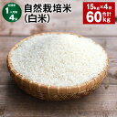 【ふるさと納税】【定期便】【1ヶ月毎4回】自然栽培米（白米） 5kg×3袋 計60kg（15kg×4回） ミルキークイーン お米 米 精米 単一原料米 無農薬 化学肥料不使用 有機肥料不使用 大分県産 国産 大分県 九重町 送料無料