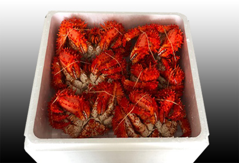 【北海道根室産】花咲かに500～650g×6尾 D-70046