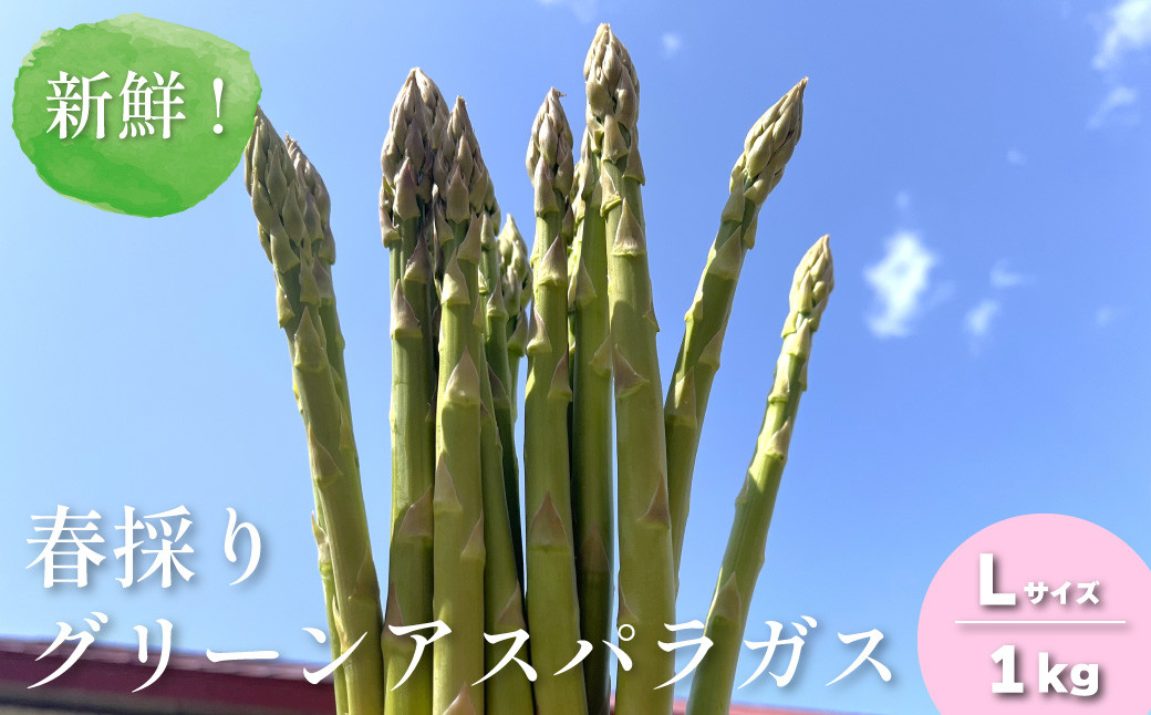 
            新鮮！春採り グリーンアスパラガスLサイズ1kg 東山農場　C111
          