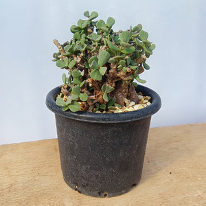 ケラリア・ピグマエア (発根管理済) A013｜観葉植物 コーデックス 盆栽 鉢植え インテリア ハコネコ [0666]