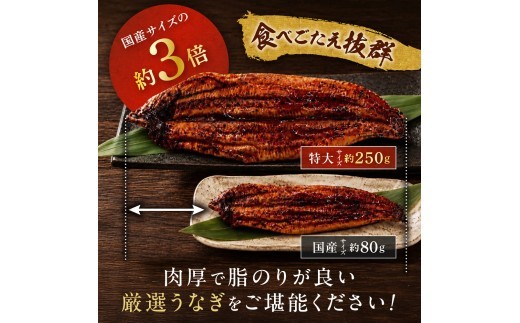 【3回定期便】うなぎ蒲焼き1.0kg以上(250g以上×4尾)【魚住商店】_HB0225 うなぎ 鰻 蒲焼 真空パック 福岡県宗像市 宗像市 福岡 宗像